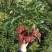 富贵籽福建产地直销一手货源长期供应可视频可实地考察选购
