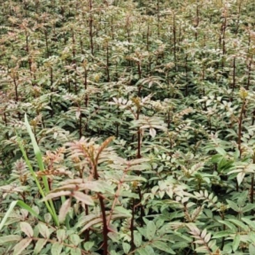 红花椒苗，冕宁川西苗木种植有限公司
