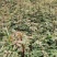 红花椒苗，冕宁川西苗木种植有限公司