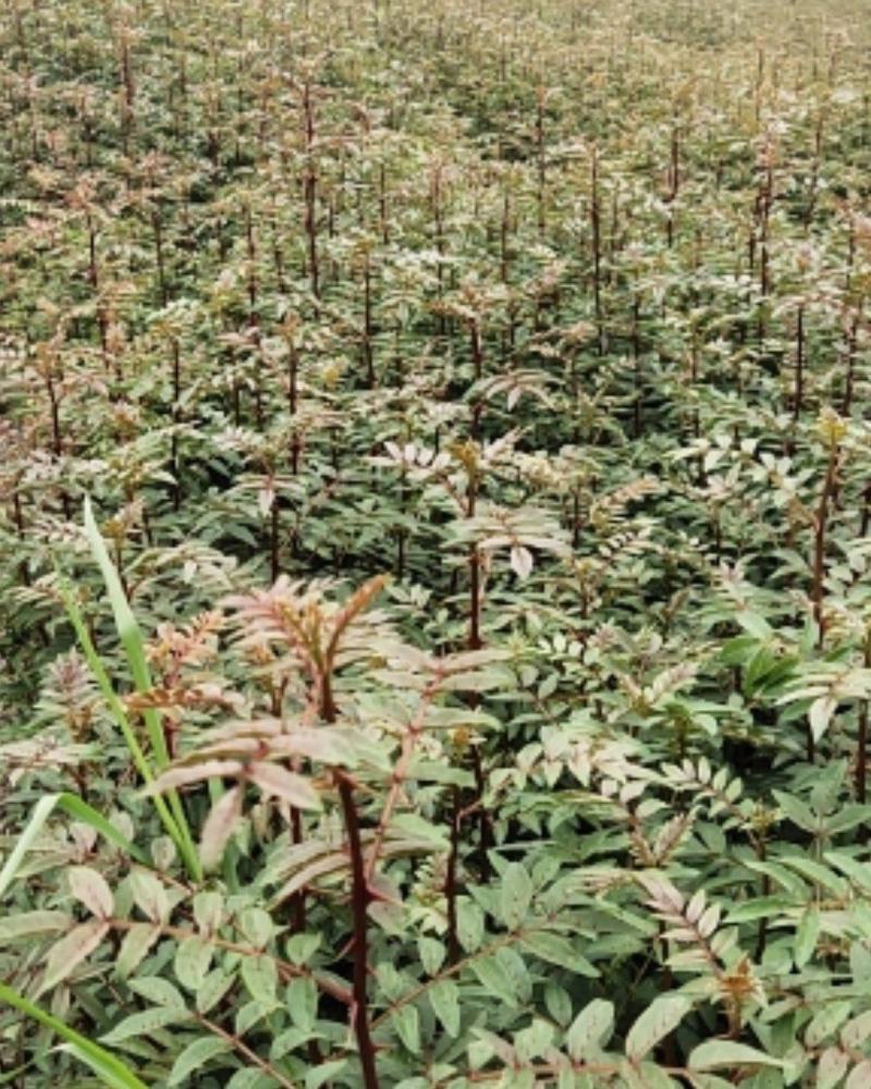 红花椒苗，冕宁川西苗木种植有限公司