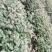 红花椒苗，冕宁川西苗木种植有限公司