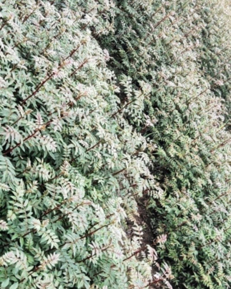 红花椒苗，冕宁川西苗木种植有限公司