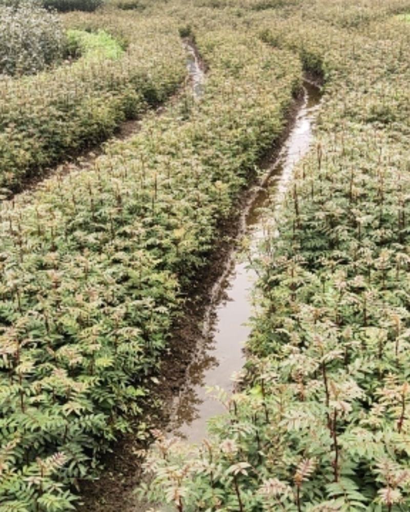 红花椒苗，冕宁川西苗木种植有限公司