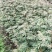 红花椒苗，冕宁川西苗木种植有限公司