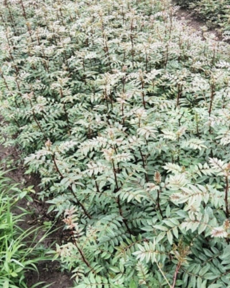 红花椒苗，冕宁川西苗木种植有限公司