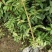 红花椒苗，冕宁川西苗木种植有限公司