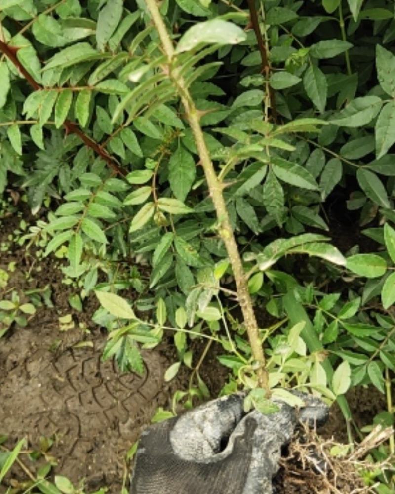 红花椒苗，冕宁川西苗木种植有限公司