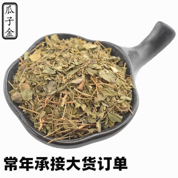 瓜子金来马回抱石莲辰砂草瓜子草批发零售中药材