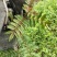 红花椒苗，冕宁川西苗木种植有限公司