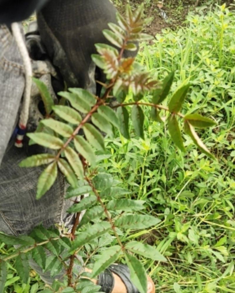 红花椒苗，冕宁川西苗木种植有限公司