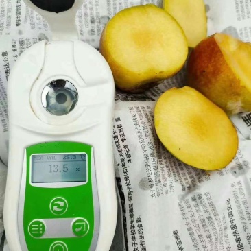 精品李子秋季李子量大从优质量保证欢迎咨询