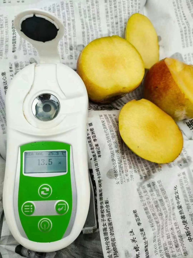 精品李子秋季李子量大从优质量保证欢迎咨询