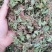 贵州野生积雪草滕全草