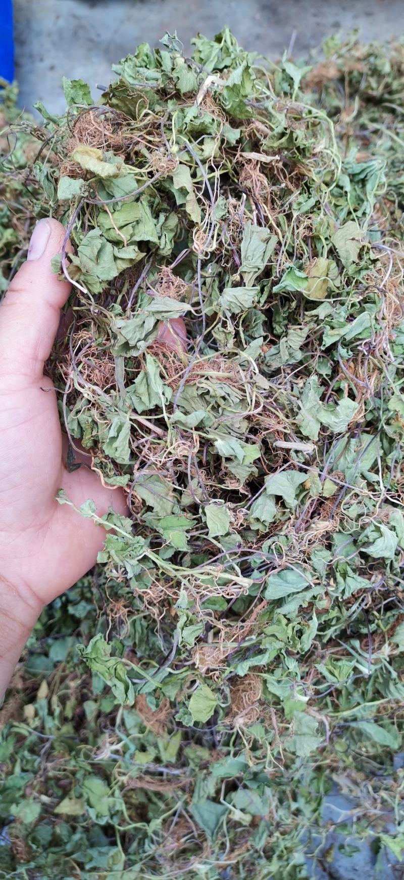 贵州野生积雪草滕全草