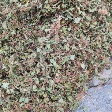 贵州野生积雪草滕全草