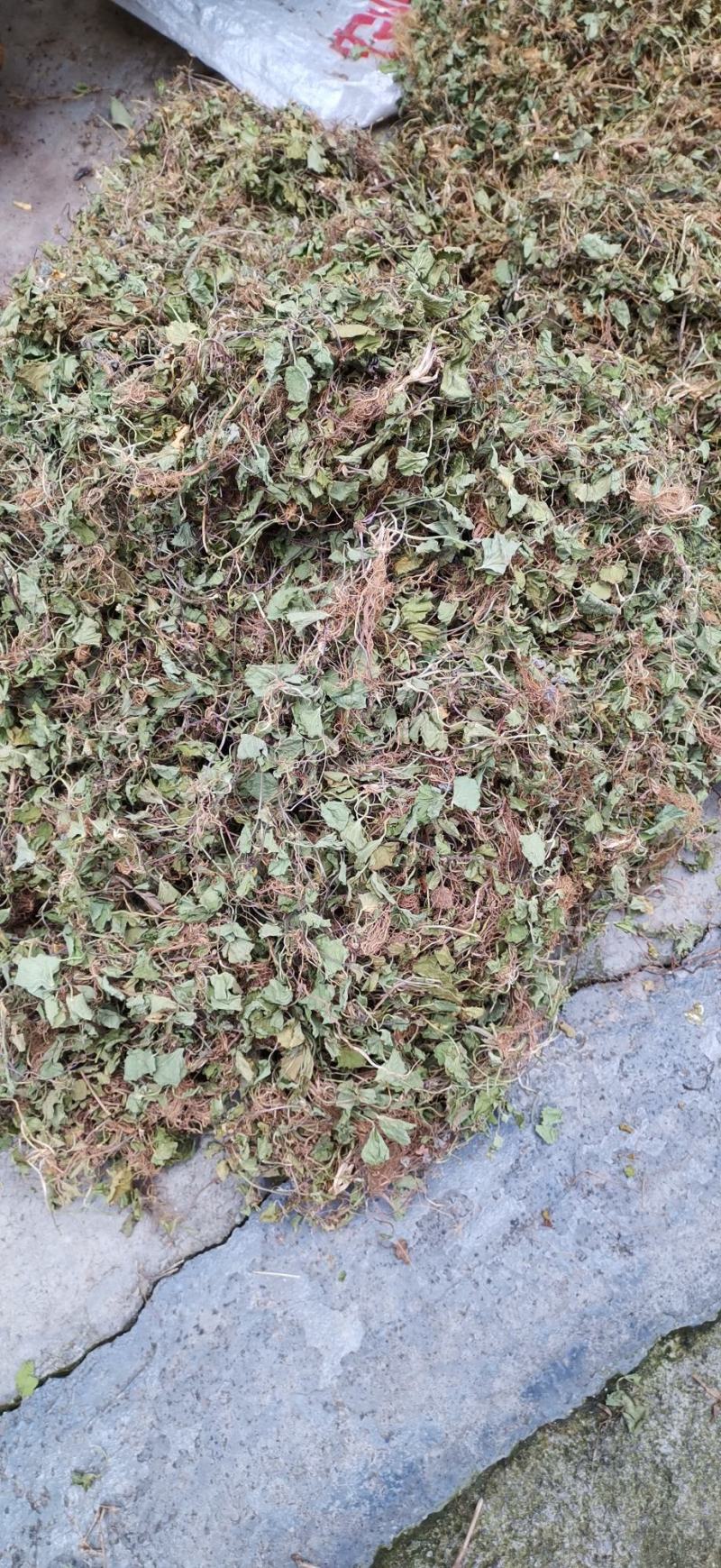 贵州野生积雪草滕全草