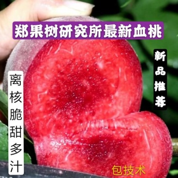 【新品种【中桃血桃脆甜离核含糖量高提供技术死苗补发