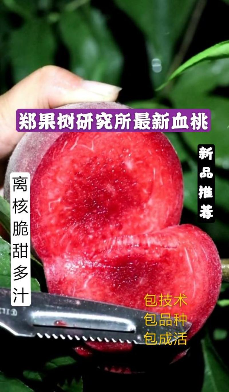 【新品种【中桃血桃脆甜离核含糖量高提供技术死苗补发