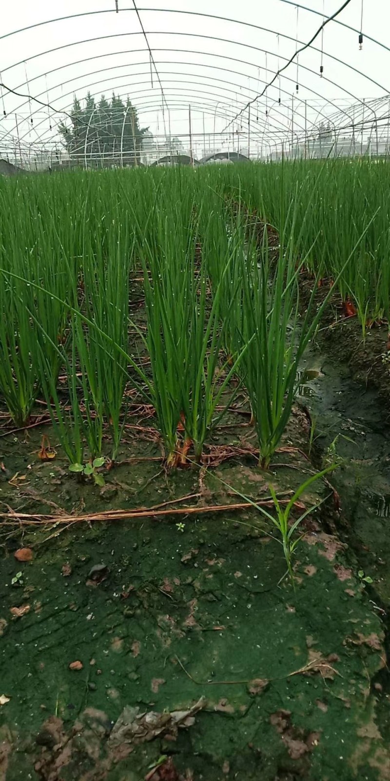 笔杆葱