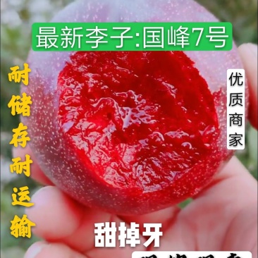 【新品】国峰7号李子苗提供技术包成活