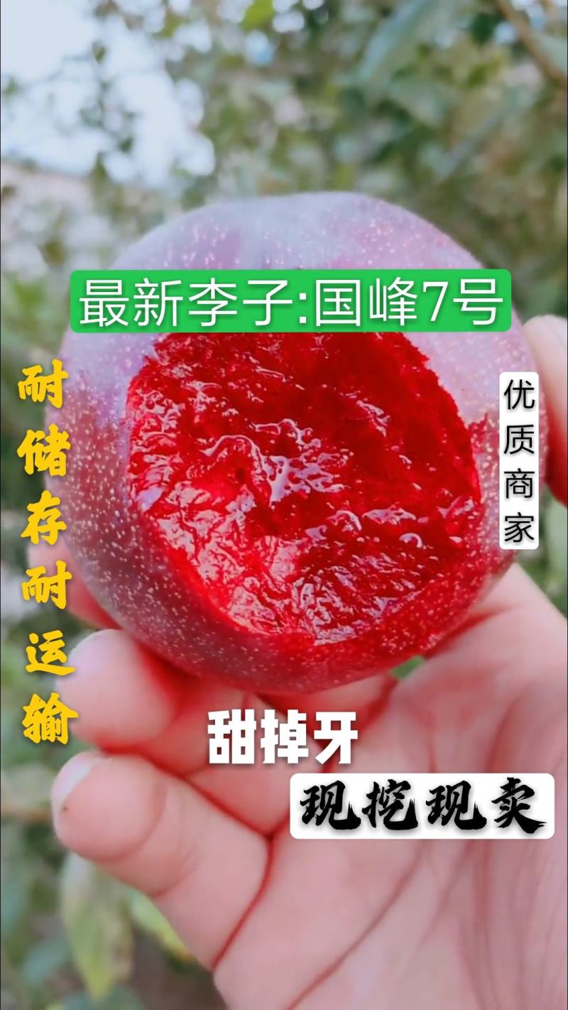 【新品】国峰7号李子苗提供技术包成活