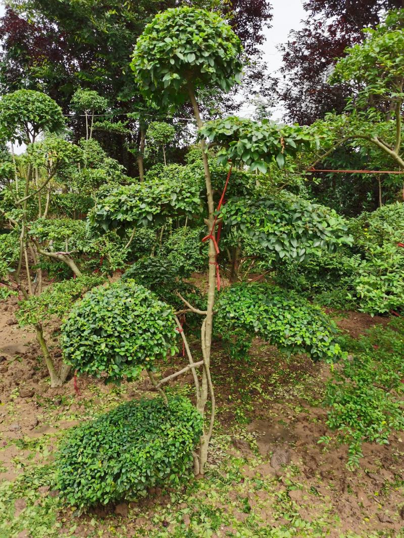 基地出售小叶女贞造型树，规格齐全，造型各自异，四季常青