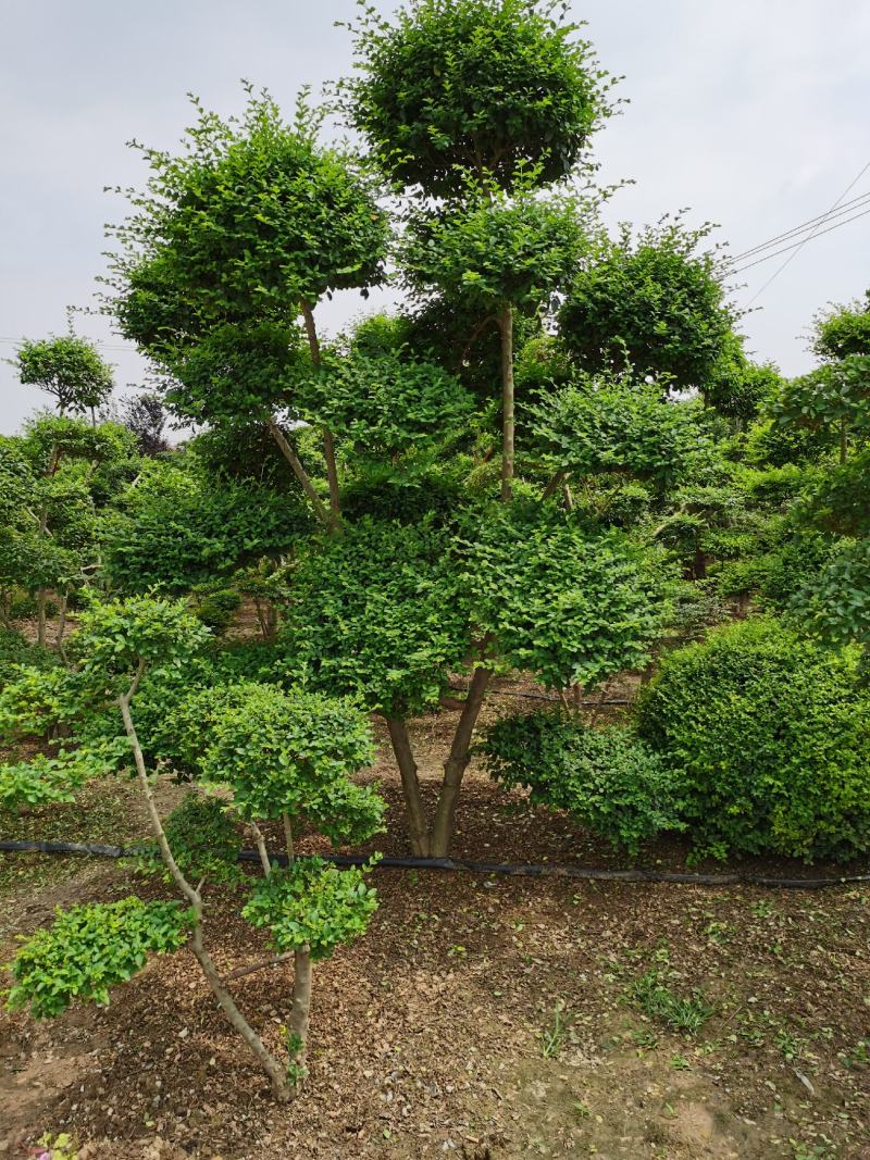 基地出售小叶女贞造型树，规格齐全，造型各自异，四季常青