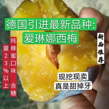 【新品推荐】纯正德国爱琳娜西梅树苗蜂蜜囗味保证品质