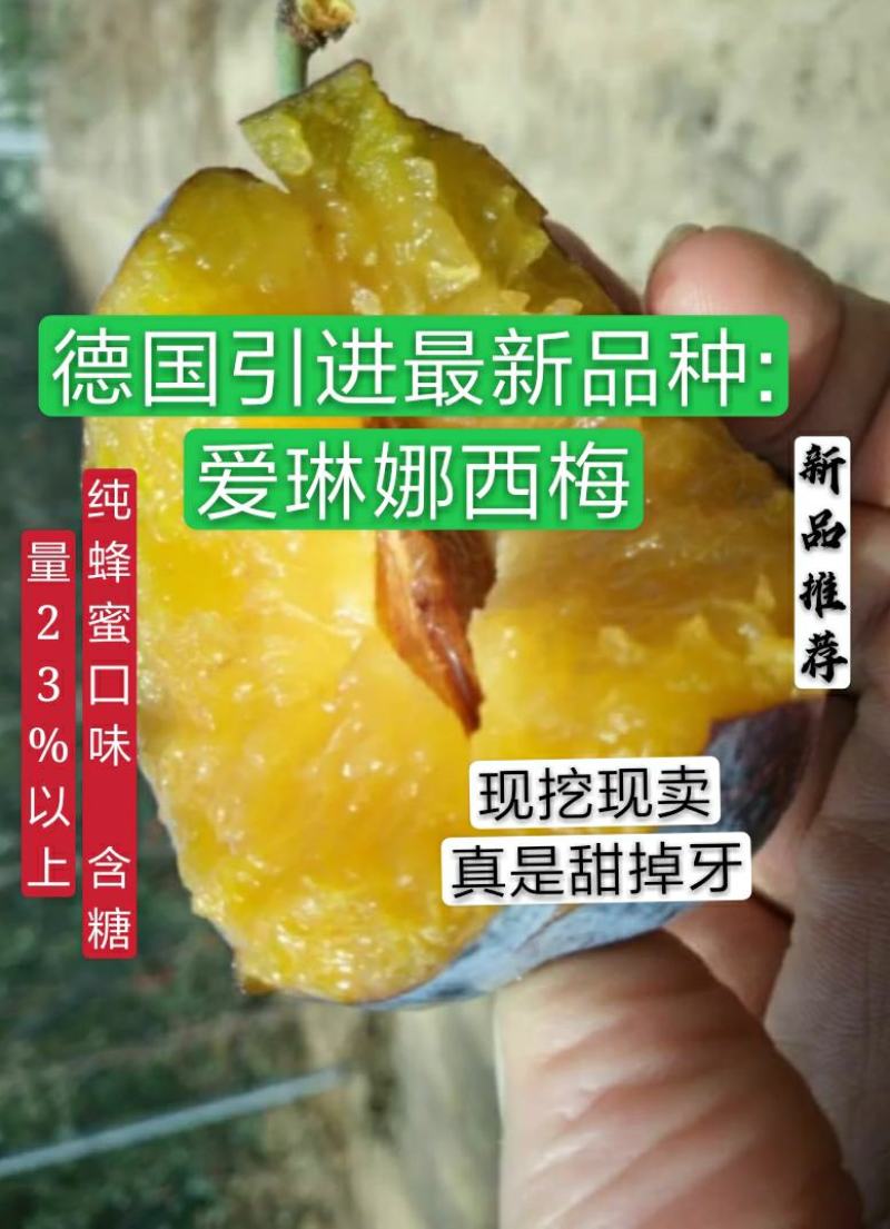 【新品推荐】纯正德国爱琳娜西梅树苗蜂蜜囗味保证品质