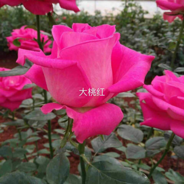 四季玫瑰大花种苗花卉种苗绿化工程苗基地直销支持混批