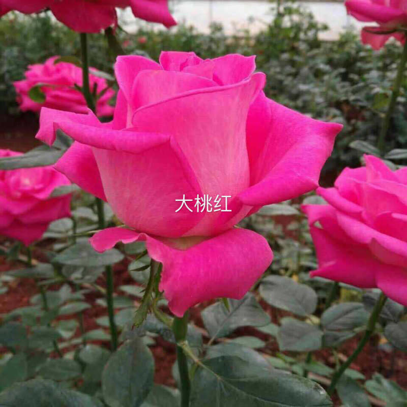 四季玫瑰大花种苗花卉种苗绿化工程苗基地直销支持混批