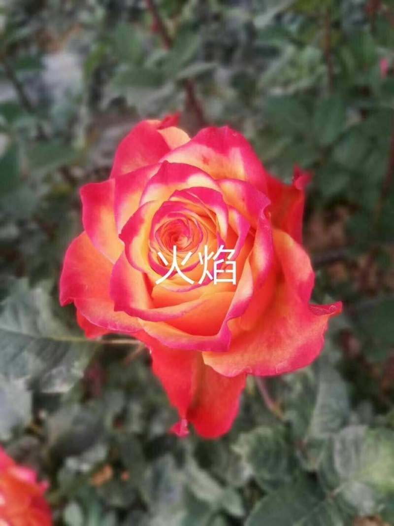 四季玫瑰大花种苗花卉种苗绿化工程苗基地直销支持混批