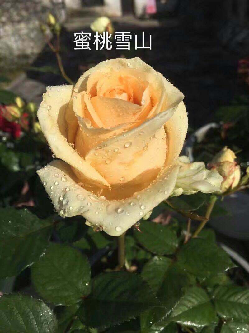 四季玫瑰大花种苗花卉种苗绿化工程苗基地直销支持混批