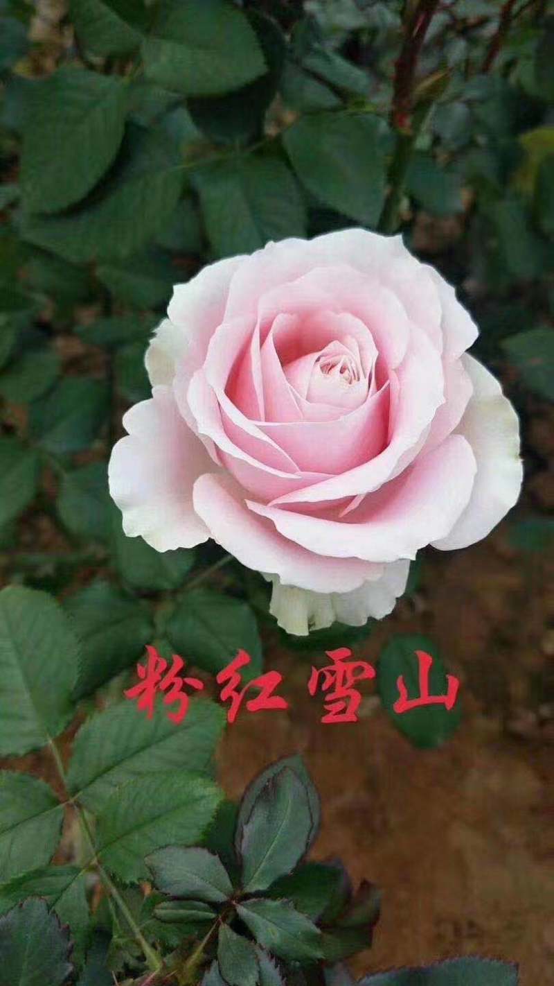 四季玫瑰大花种苗花卉种苗绿化工程苗基地直销支持混批