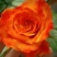 四季玫瑰大花种苗花卉种苗绿化工程苗基地直销支持混批