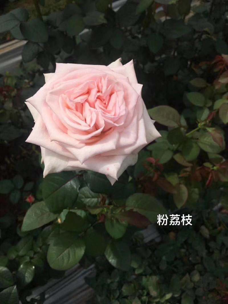 四季玫瑰大花种苗花卉种苗绿化工程苗基地直销支持混批