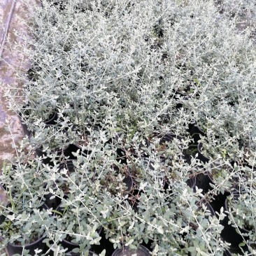 萼距花杯苗基地大量供应，萼距花实拍图片视频