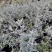 萼距花杯苗基地大量供应，萼距花实拍图片视频