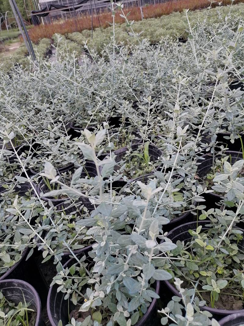 萼距花杯苗基地大量供应，萼距花实拍图片视频