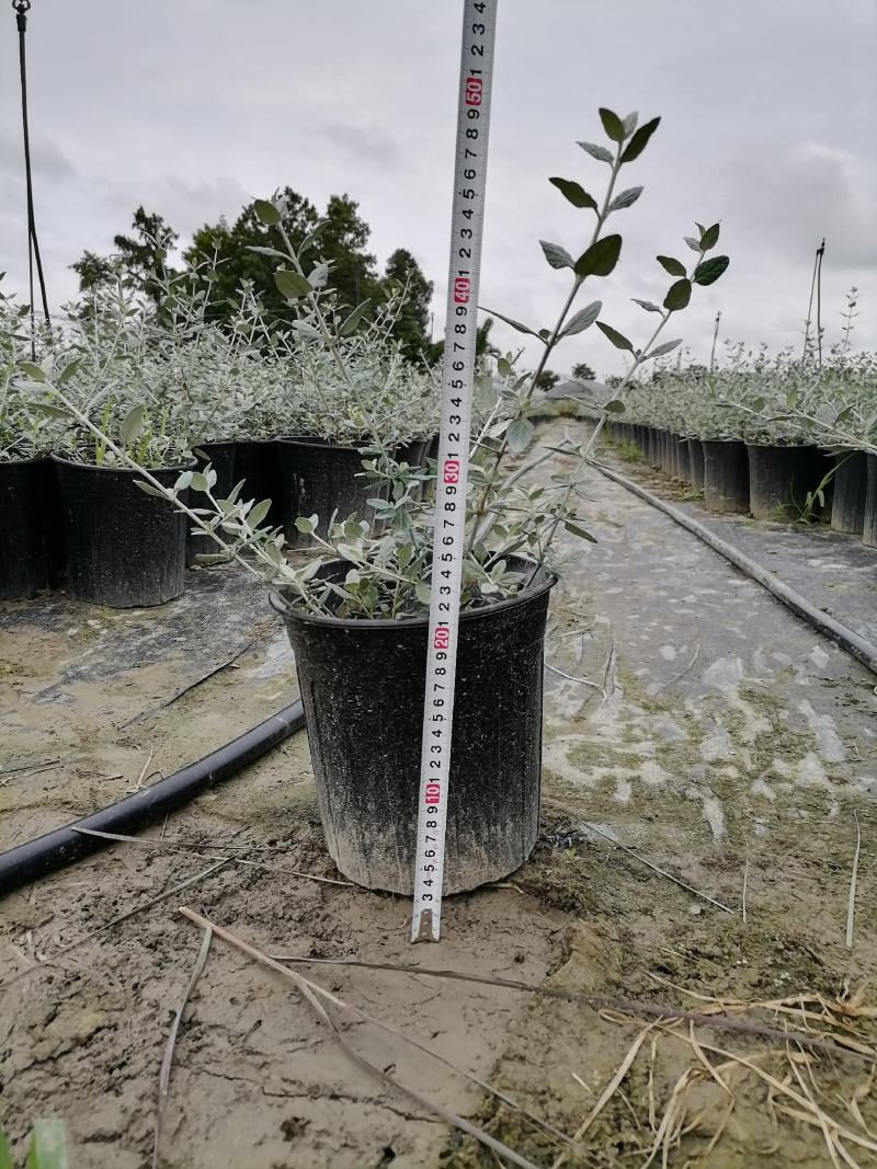 萼距花杯苗基地大量供应，萼距花实拍图片视频