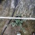 萼距花杯苗基地大量供应，萼距花实拍图片视频