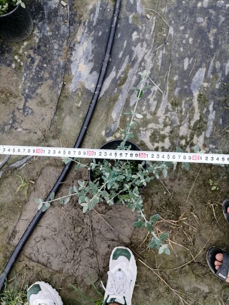 萼距花杯苗基地大量供应，萼距花实拍图片视频