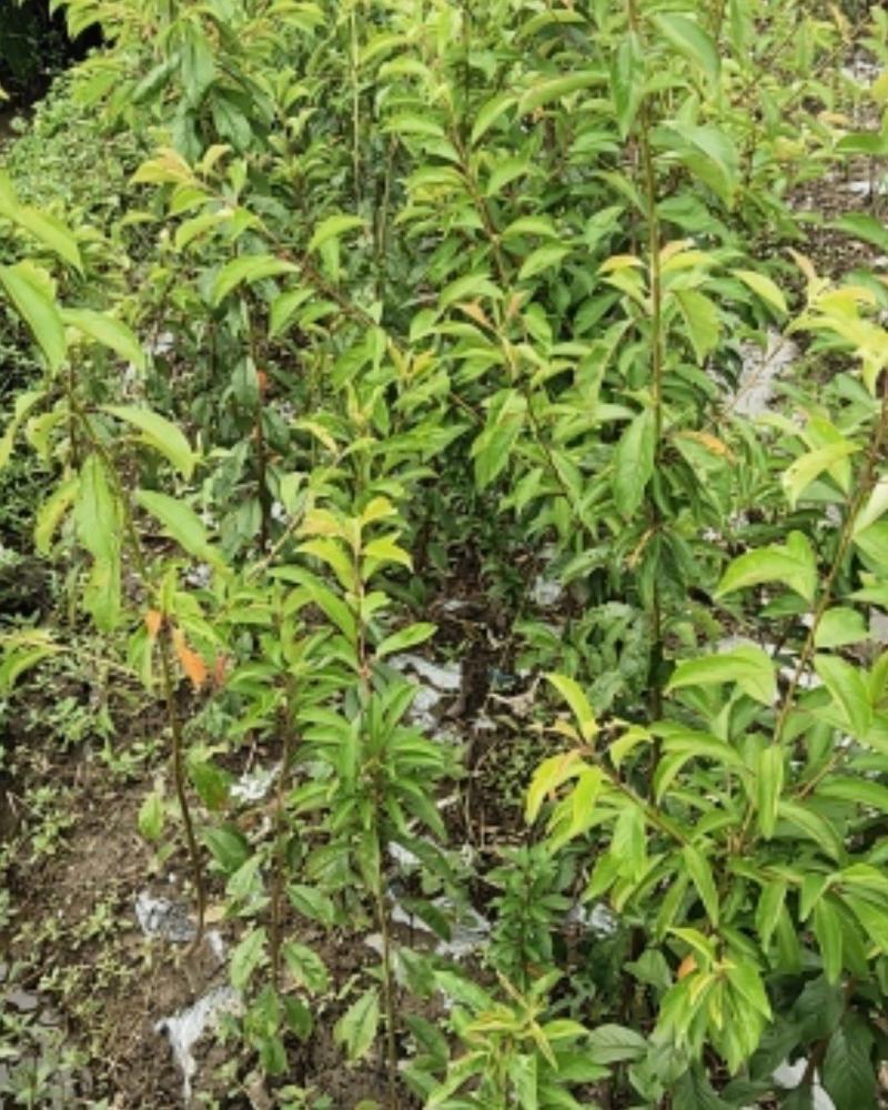 李子苗，半边红，脆红李，蜂糖李，五月脆，串串李