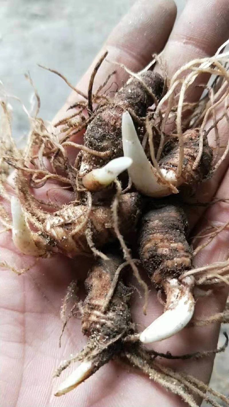 精品滇重楼苗七叶一枝花滇重楼华重楼苗头芽头苗
