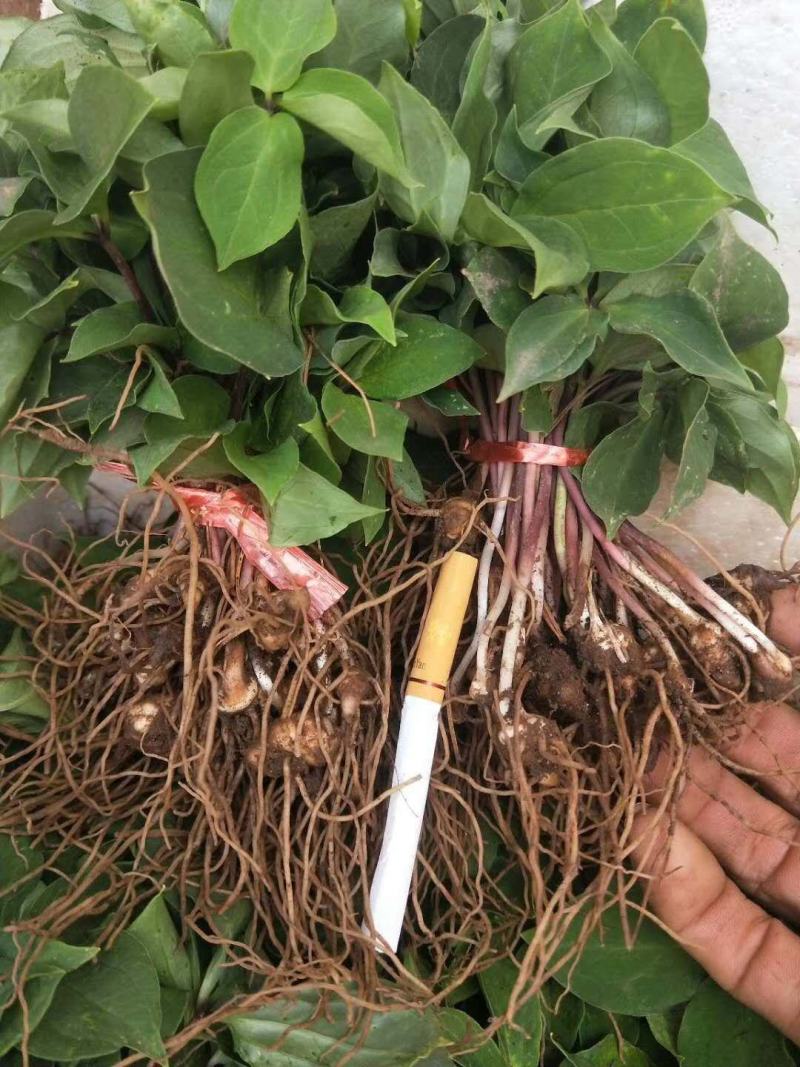精品滇重楼苗七叶一枝花滇重楼华重楼苗头芽头苗