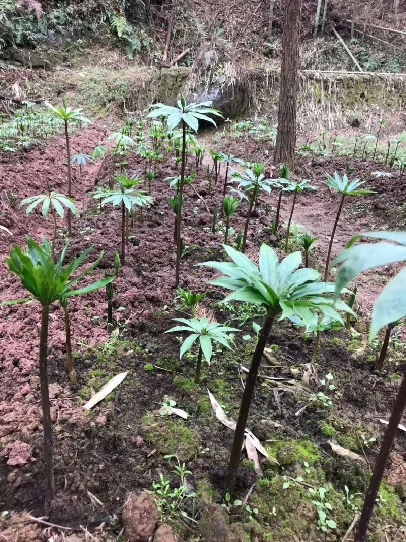 精品滇重楼苗七叶一枝花滇重楼华重楼苗头芽头苗