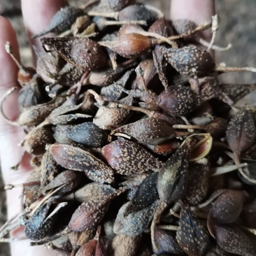 陕西商洛地产水煮青翘过风货全干
