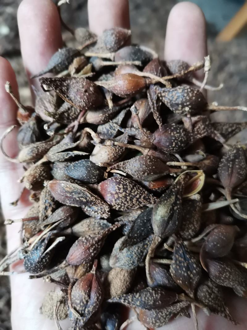 陕西商洛地产水煮青翘过风货全干