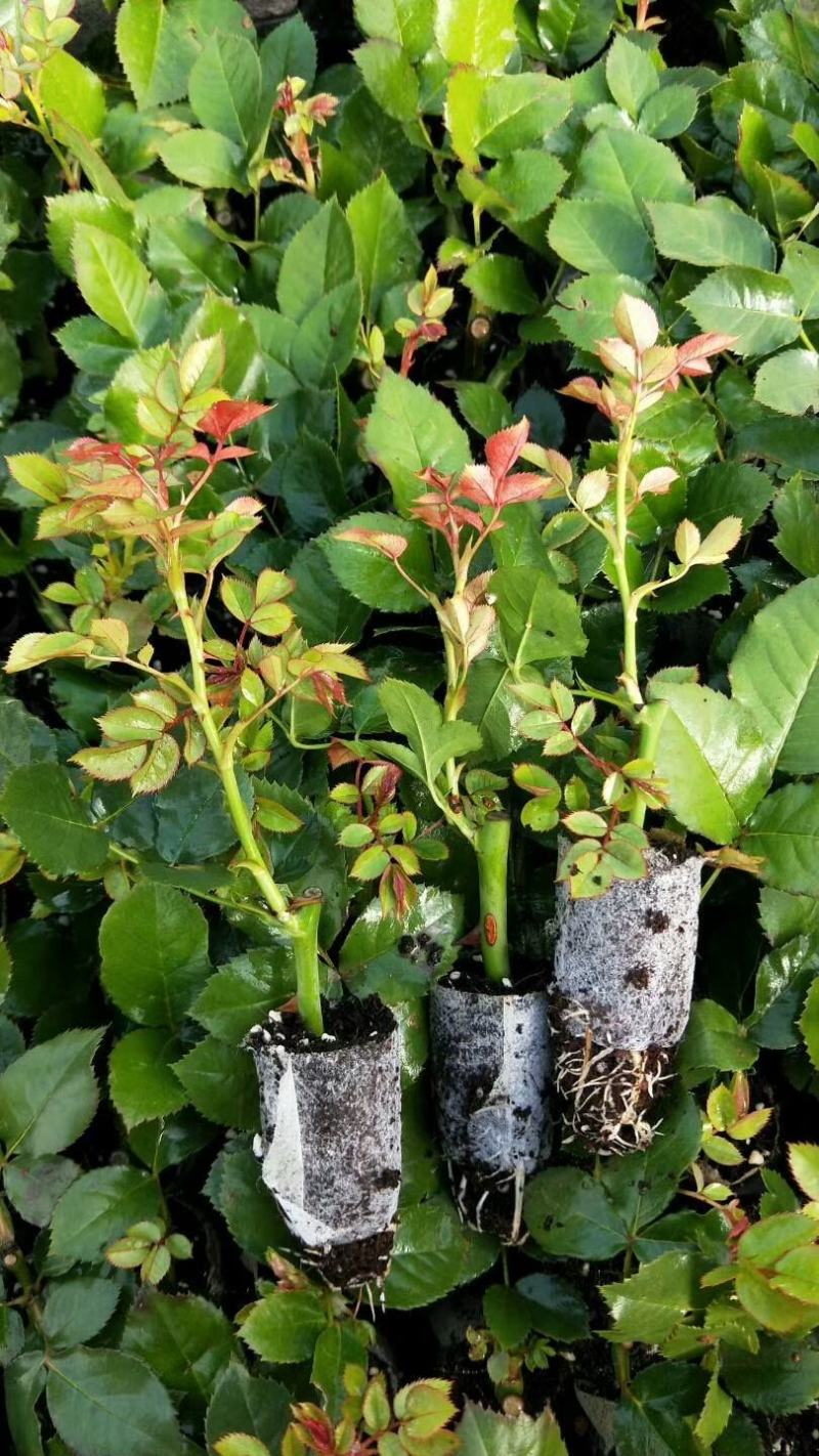四季玫瑰大花种苗花卉种苗绿化工程苗基地直销支持混批