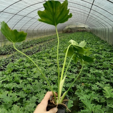 出售春羽小杯苗，高度30公分，